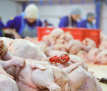 واردات گوشت مرغ